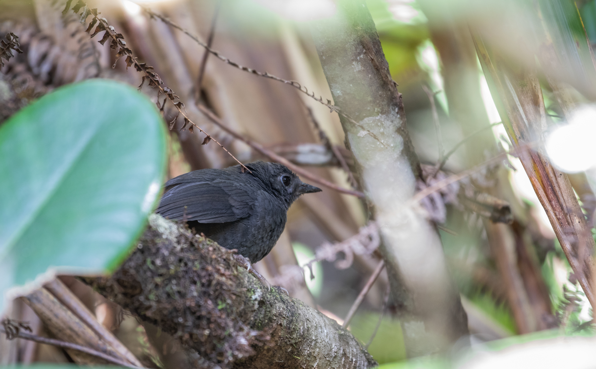 Brown-rumped Tapaculo (Scytalopus latebricola), photo 3