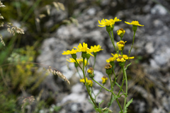 Senecio squalidus rupestris