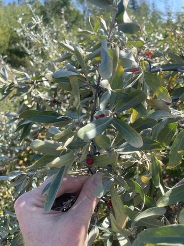 silver buffaloberry