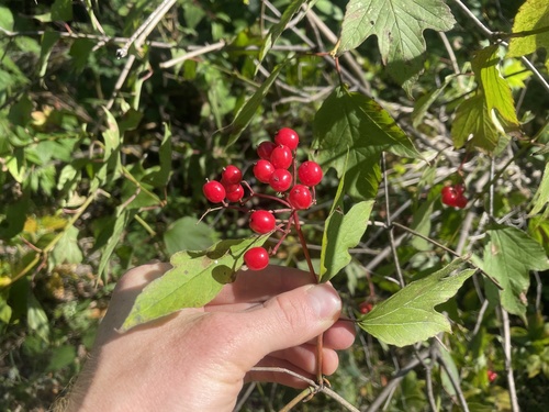 American Highbush Cranberry