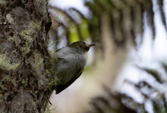 Hemitriccus granadensis