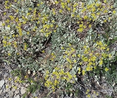 Eriogonum marifolium