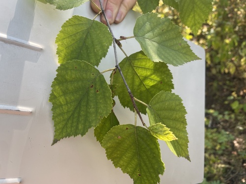 paper birch