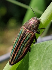 Buprestis striata