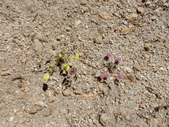 Calyptridium monospermum