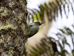 Hemitriccus granadensis
