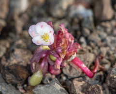 Claytonia saxosa