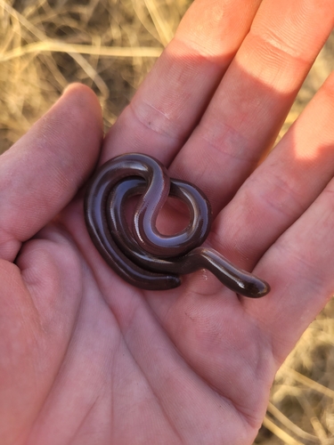 Bibron's Blind Snake, Afrotyphlops bibronii