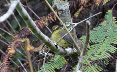 Silvicultrix diadema