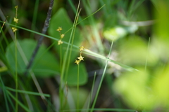 Carex trisperma