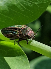 Buprestis striata