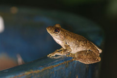 Litoria rothii