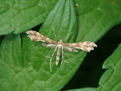 Oxyptilus pilosellae