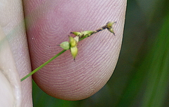 Carex trisperma