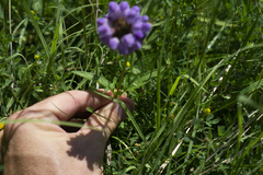 Prunella × intermedia