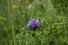 Prunella × intermedia