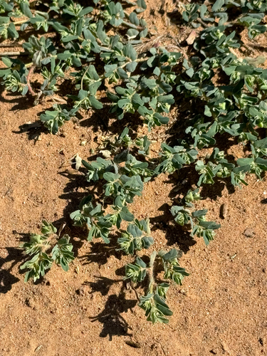 Image of Sawtooth Sandmat (Euphorbia serrula) by (c) CK2AZ, some rights reserved (CC BY)