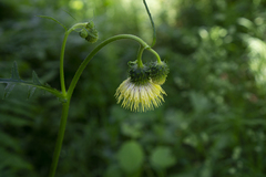 Cirsium erisithales