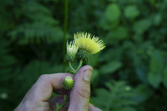 Cirsium erisithales