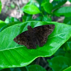 Nisoniades bromias