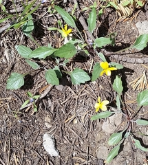 Viola pinetorum