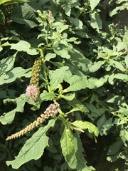 Phytolacca