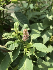 Phytolacca
