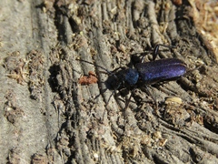 Callidium violaceum