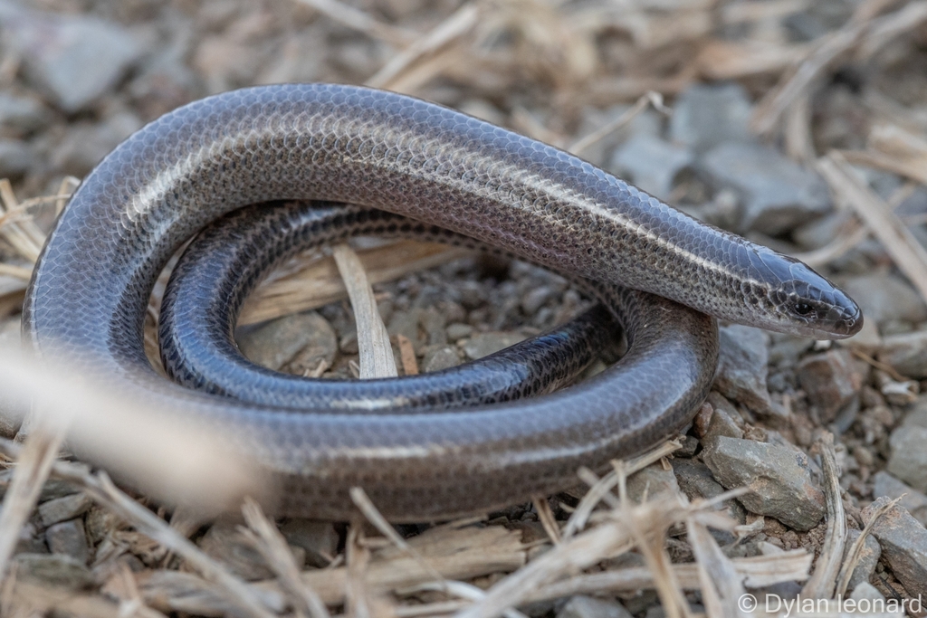 Günther's Dwarf Burrowing Skink