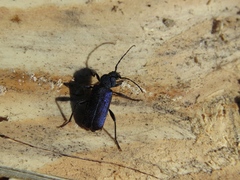 Callidium violaceum