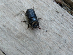 Sinodendron cylindricum