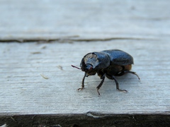 Sinodendron cylindricum