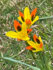 Moraea elegans