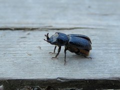 Sinodendron cylindricum