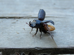 Sinodendron cylindricum