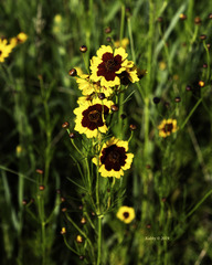 Coreopsis tinctoria tinctoria