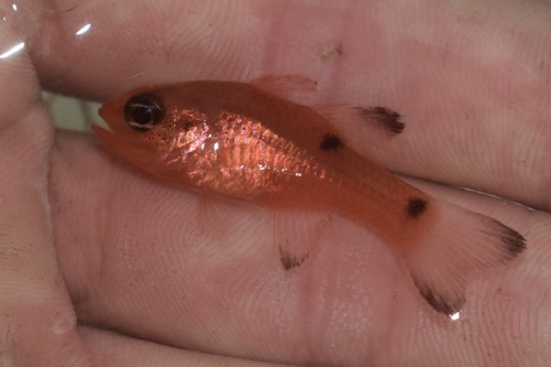 Tweevlek-kardinaalbaars (Apogon pseudomaculatus) — Apogonidae — 5