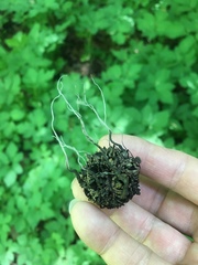 Xylaria liquidambar