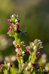 Erica bredasiana