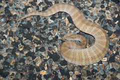 Acanthophis rugosus
