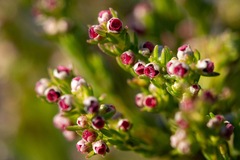 Erica bredasiana