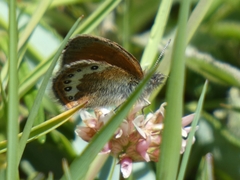 Coenonympha gardetta