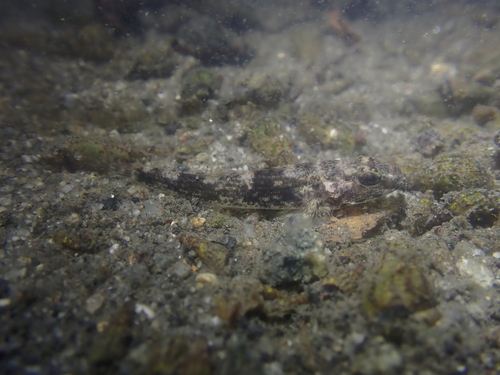 Olive flathead-goby (Glossogobius olivaceus) — Gobiidae — 2