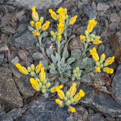 Physaria occidentalis