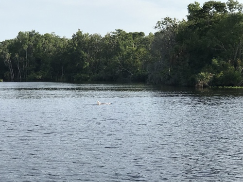Tamanend's Bottlenose Dolphin, 127 Edgewater Rd, Satsuma, FL, US, photo 9 of 10