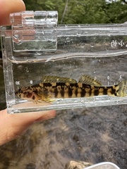 Halloween Darter photo 4