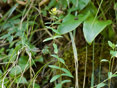 Hypericum erectum, photograph 1