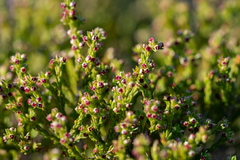 Erica bredasiana