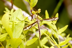 Tipula caloptera