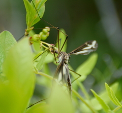 Tipula caloptera